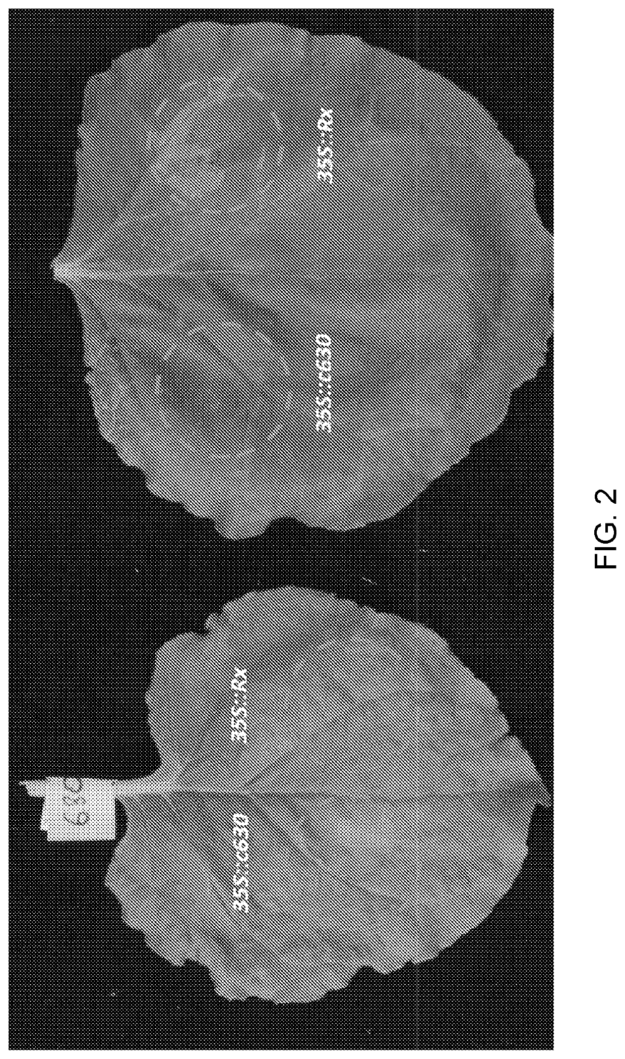 Potyvirus resistance genes and methods of use