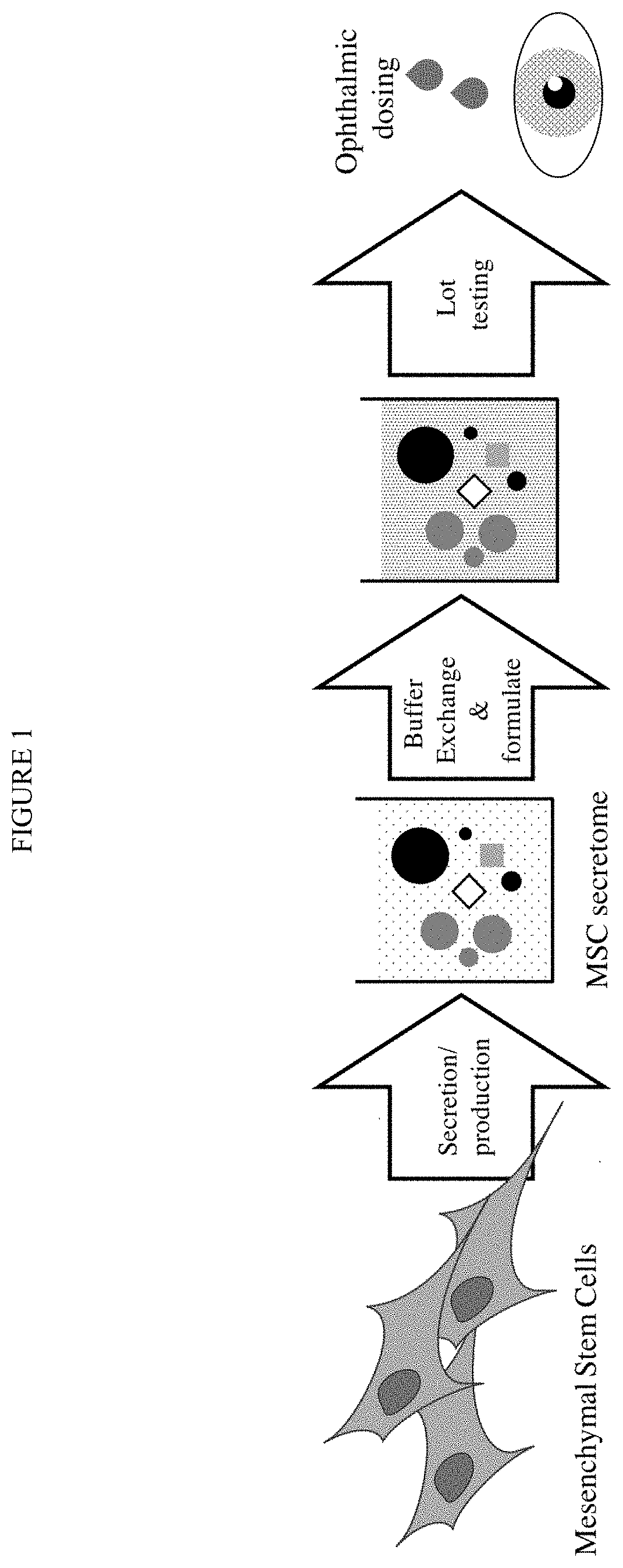 Processes for making and using a mesenchymal stem cell derived secretome