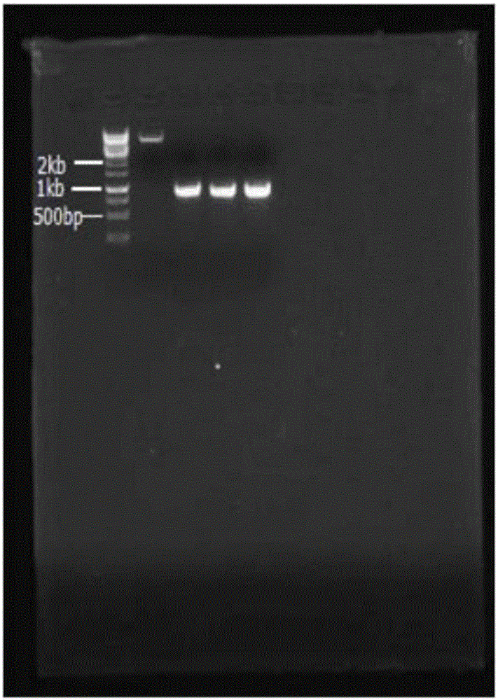 Recombinant pichia pastoris, construction method and application of recombinant pichia pastoris