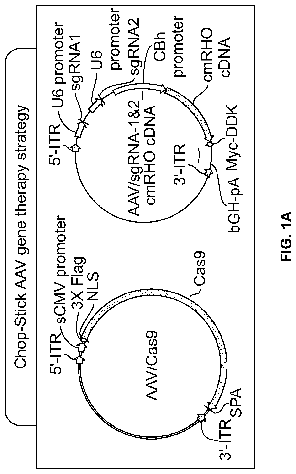 Gene Editing for Autosomal Dominant Diseases