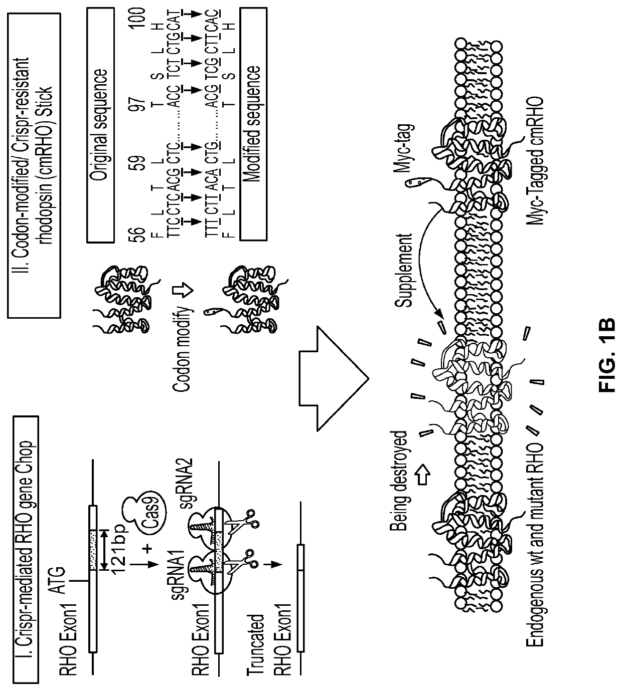 Gene Editing for Autosomal Dominant Diseases