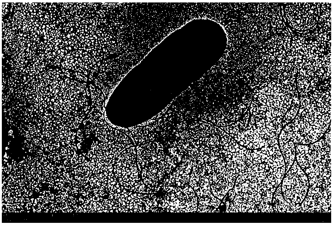 Brevibacillus panacihumi bacterial strain and application thereof