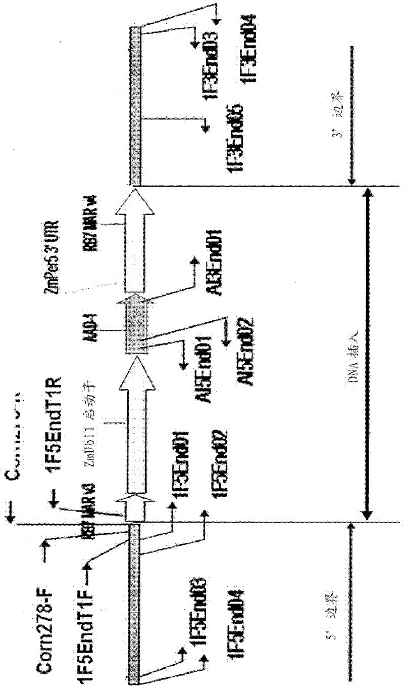 Detection of AAD-1 event DAS-40278-9