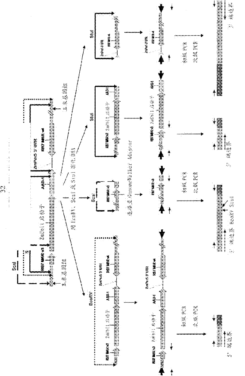 Detection of AAD-1 event DAS-40278-9