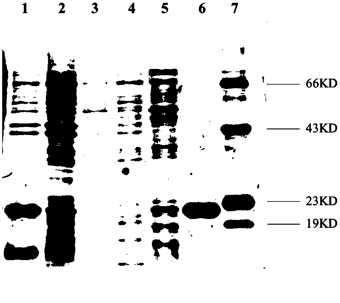 Acid-sensitive fusion peptide targeting to tumors and application of acid-sensitive fusion peptide