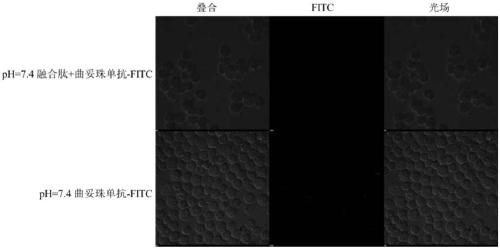 Acid-sensitive fusion peptide targeting to tumors and application of acid-sensitive fusion peptide