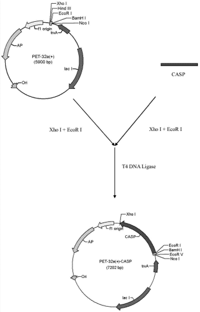 Branchiostoma belcheri chitin-binding associated serine protease CASP gene for identifying chitin and application thereof