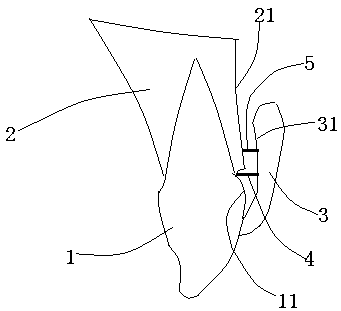 A developing composition and its preparation method and application