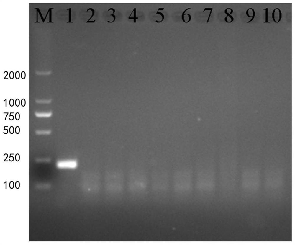 RPA primer and method for detecting schistosoma japonicum katsurada