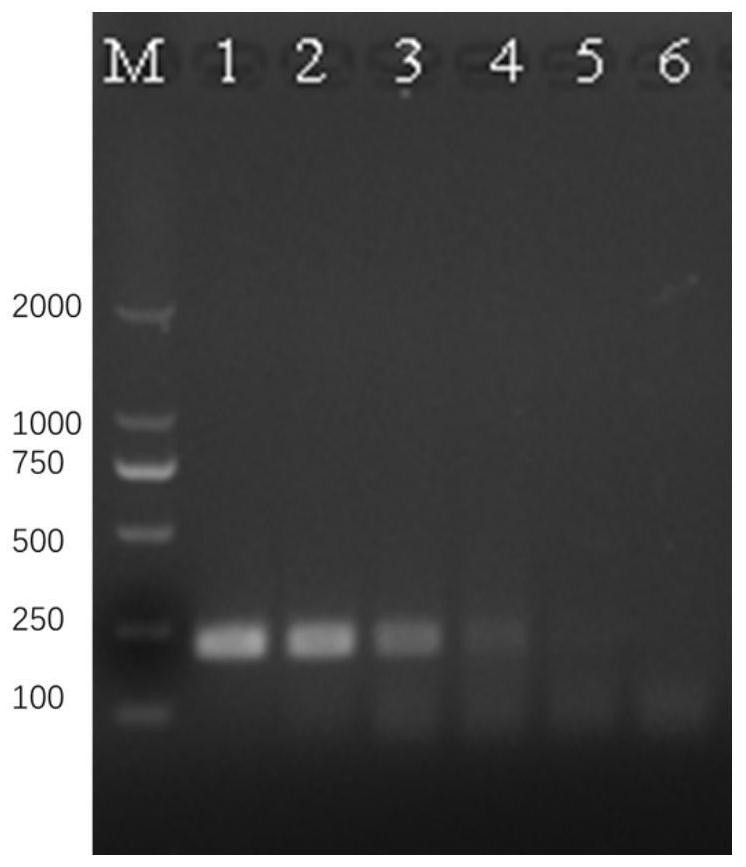 RPA primer and method for detecting schistosoma japonicum katsurada