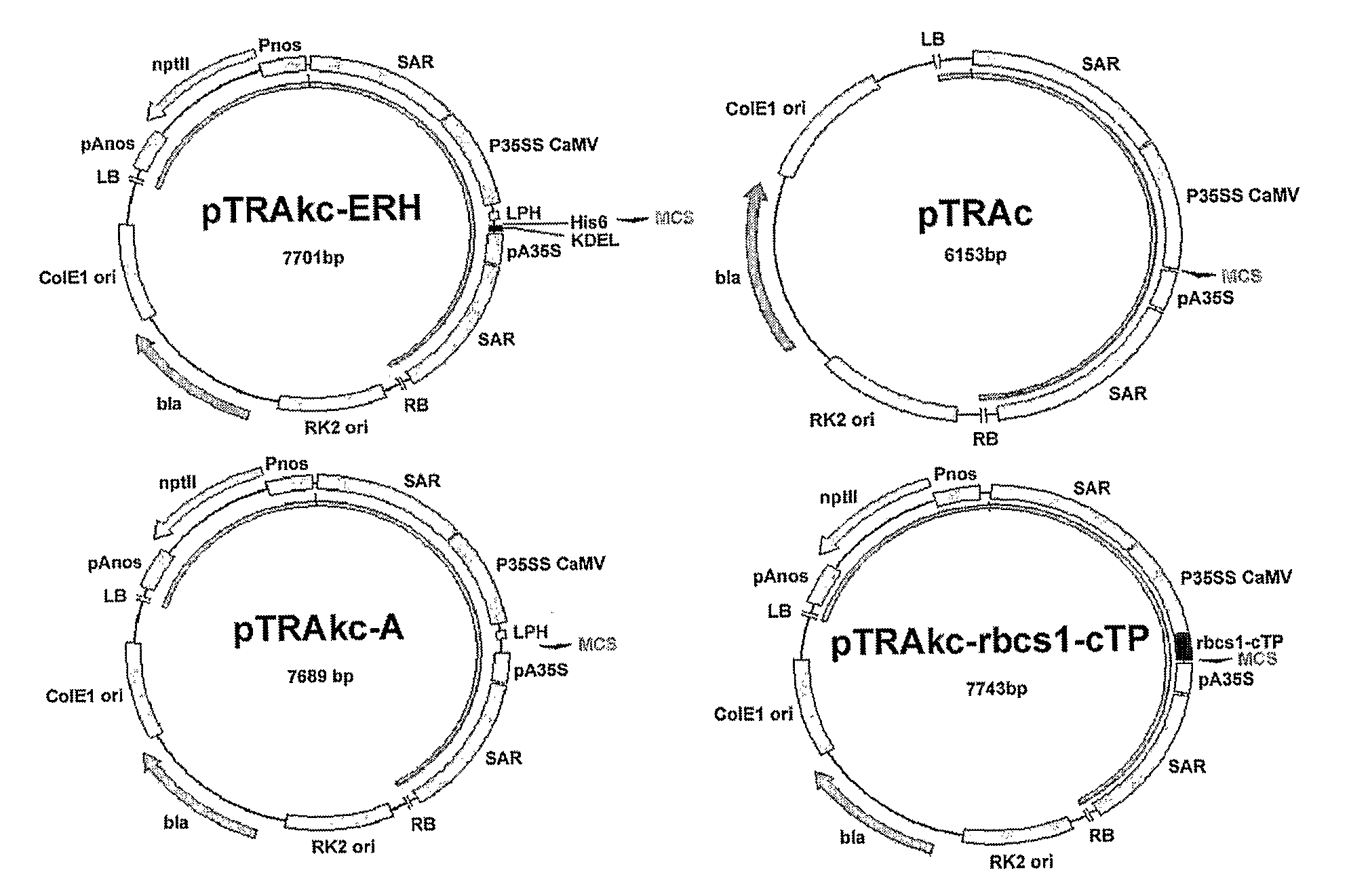 Expression of Proteins in Plants