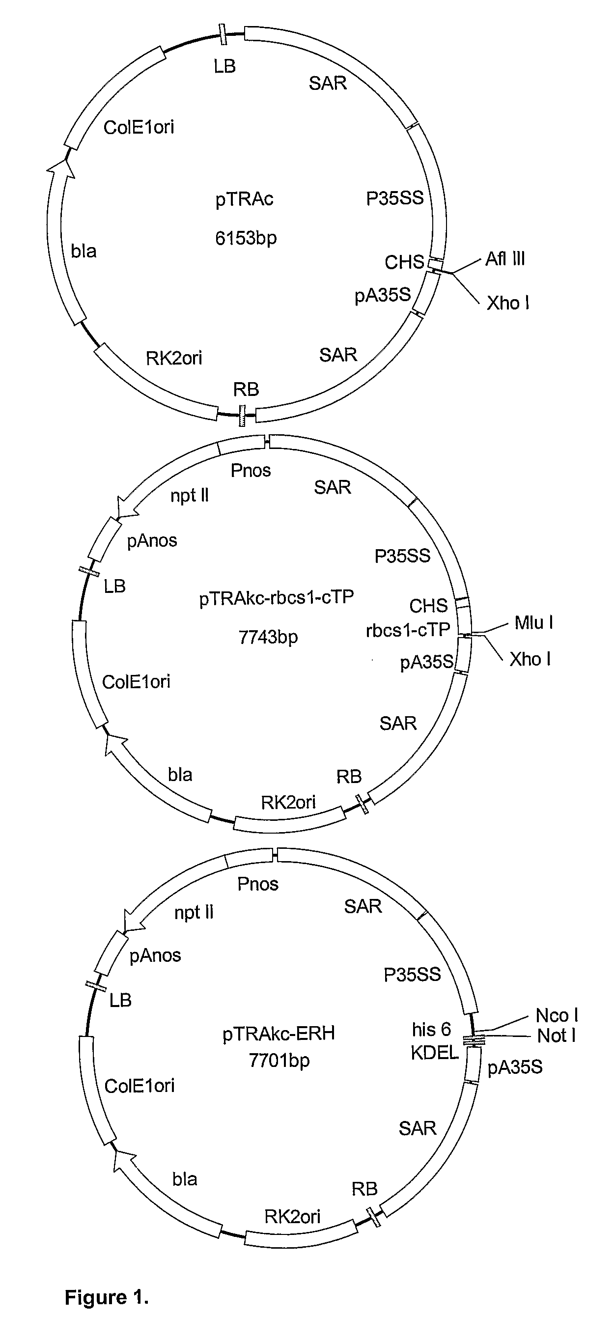 Expression of Proteins in Plants