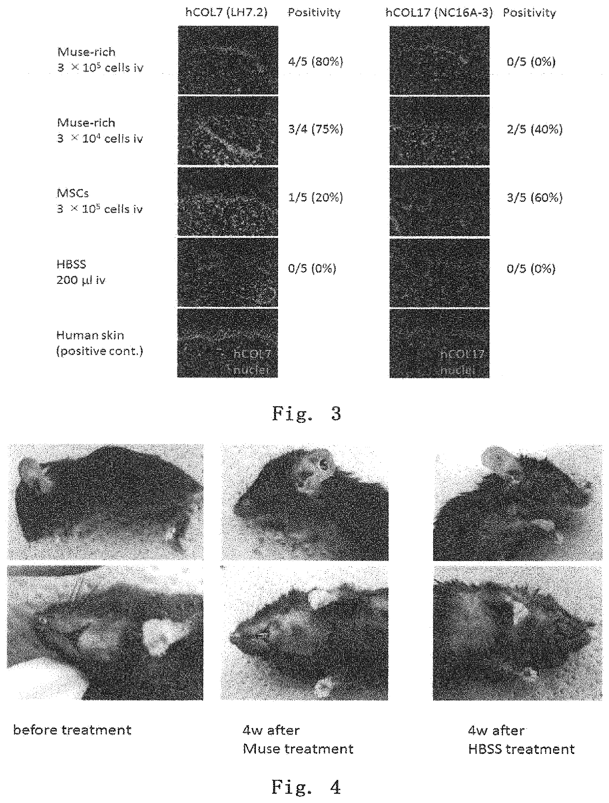 Treatment agent for epidermolysis bullosa