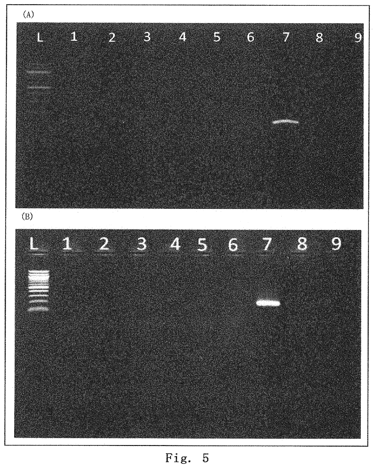 Treatment agent for epidermolysis bullosa