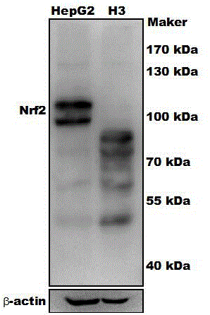 sgRNA and vector pair for orientated knockout of nrf2 gene in human hepatocyte and application