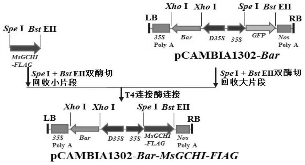 Application of genes MsGCHI and MsADCS in increasing folic acid content of plants and promoting plant growth