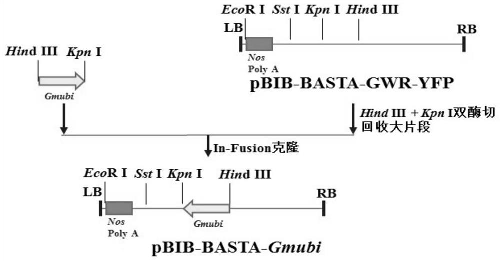 Application of genes MsGCHI and MsADCS in increasing folic acid content of plants and promoting plant growth