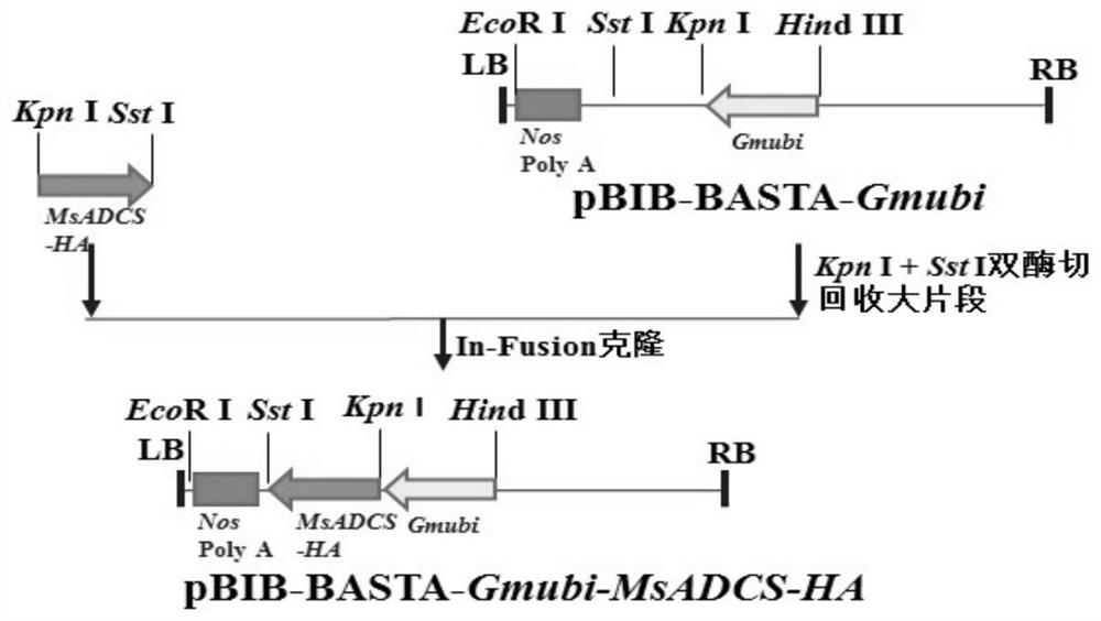 Application of genes MsGCHI and MsADCS in increasing folic acid content of plants and promoting plant growth