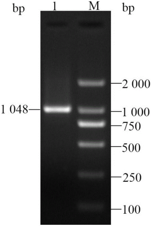 Primer set and probe for apple Actin gene real-time fluorescent quantitative PCR (polymerase chain reaction) detection and detection method by using same