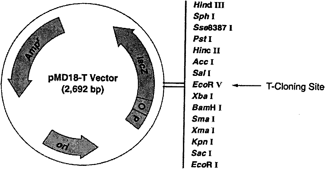 Amino acid sequence, gene sequence and expression vector of heat shock protein HmHSP 70 of hypsizygus marmoreus