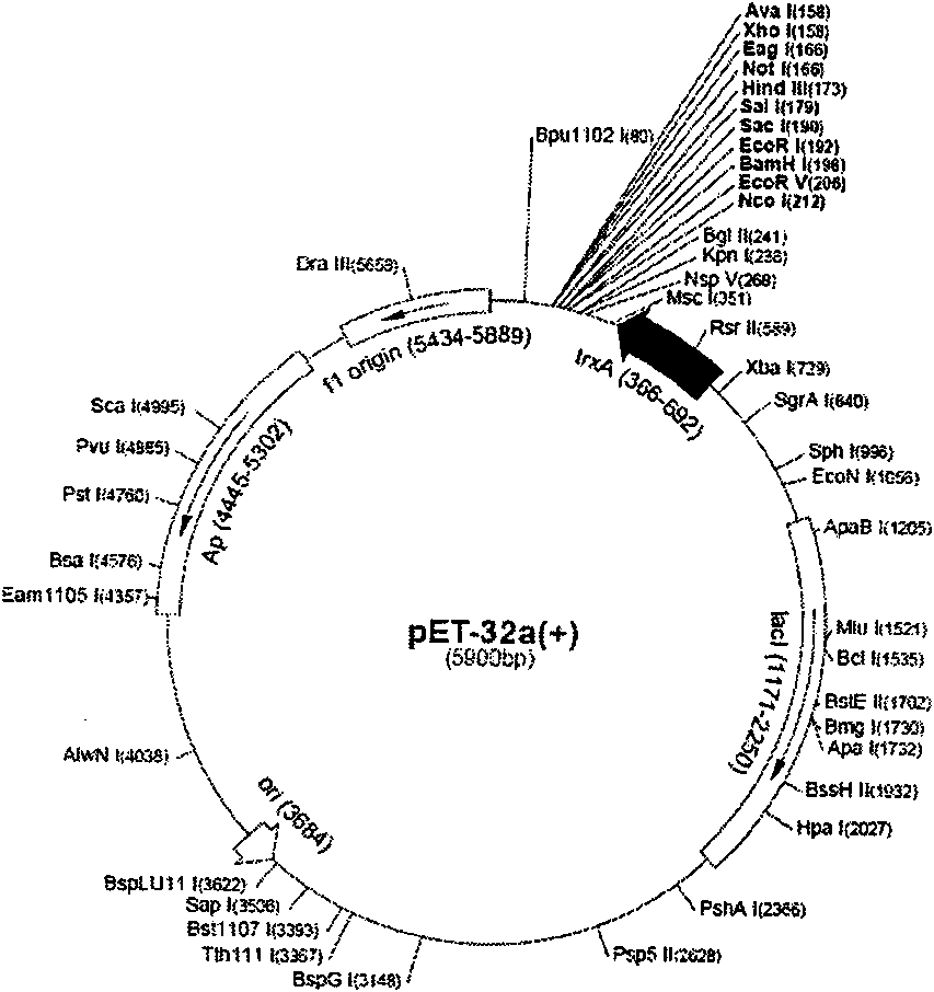 Amino acid sequence, gene sequence and expression vector of heat shock protein HmHSP 70 of hypsizygus marmoreus