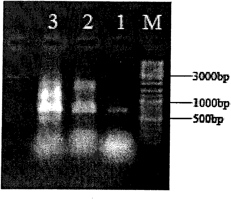 Amino acid sequence, gene sequence and expression vector of heat shock protein HmHSP 70 of hypsizygus marmoreus