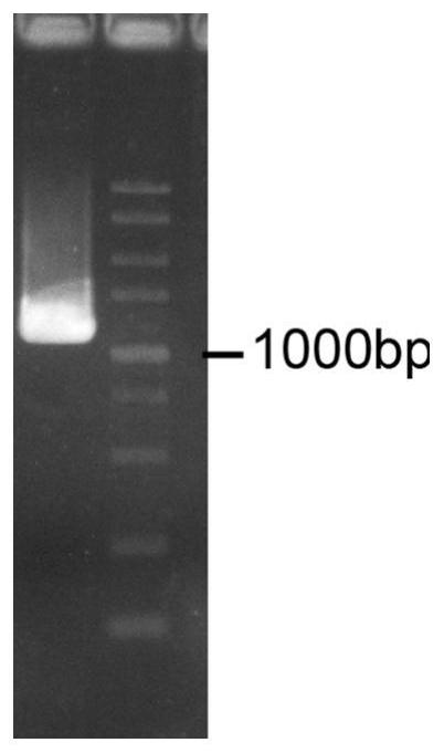 Flavone synthase I/flavanone-3-hydroxylase and application thereof in field of flavonoid compound synthesis