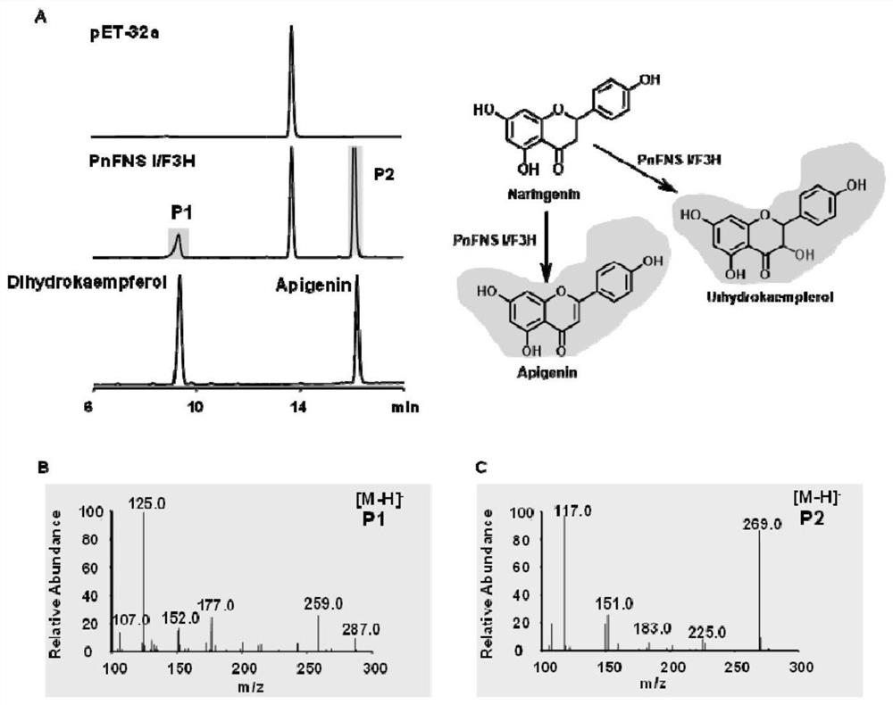 Flavone synthase I/flavanone-3-hydroxylase and application thereof in field of flavonoid compound synthesis