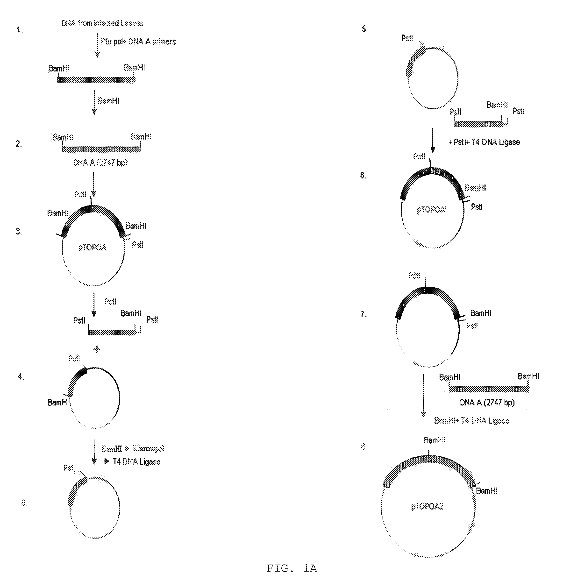 Chimeric construct of mungbean yellow mosaic india virus (MYMIV) and its uses thereof