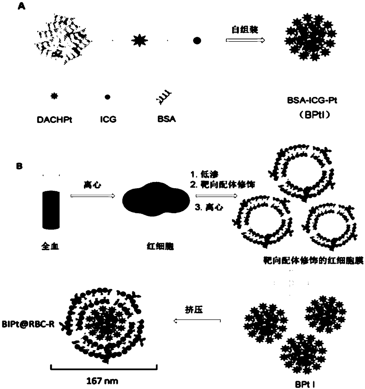 Photosensitive type cell membrane biomimetic targeting nano-drug for tumor combined therapy and preparation thereof