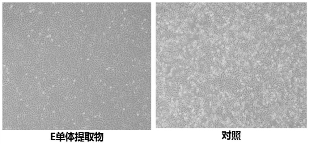 Application of Brassica napus-Isatis indica e Monomer Addition Line in Inhibition of Influenza Virus