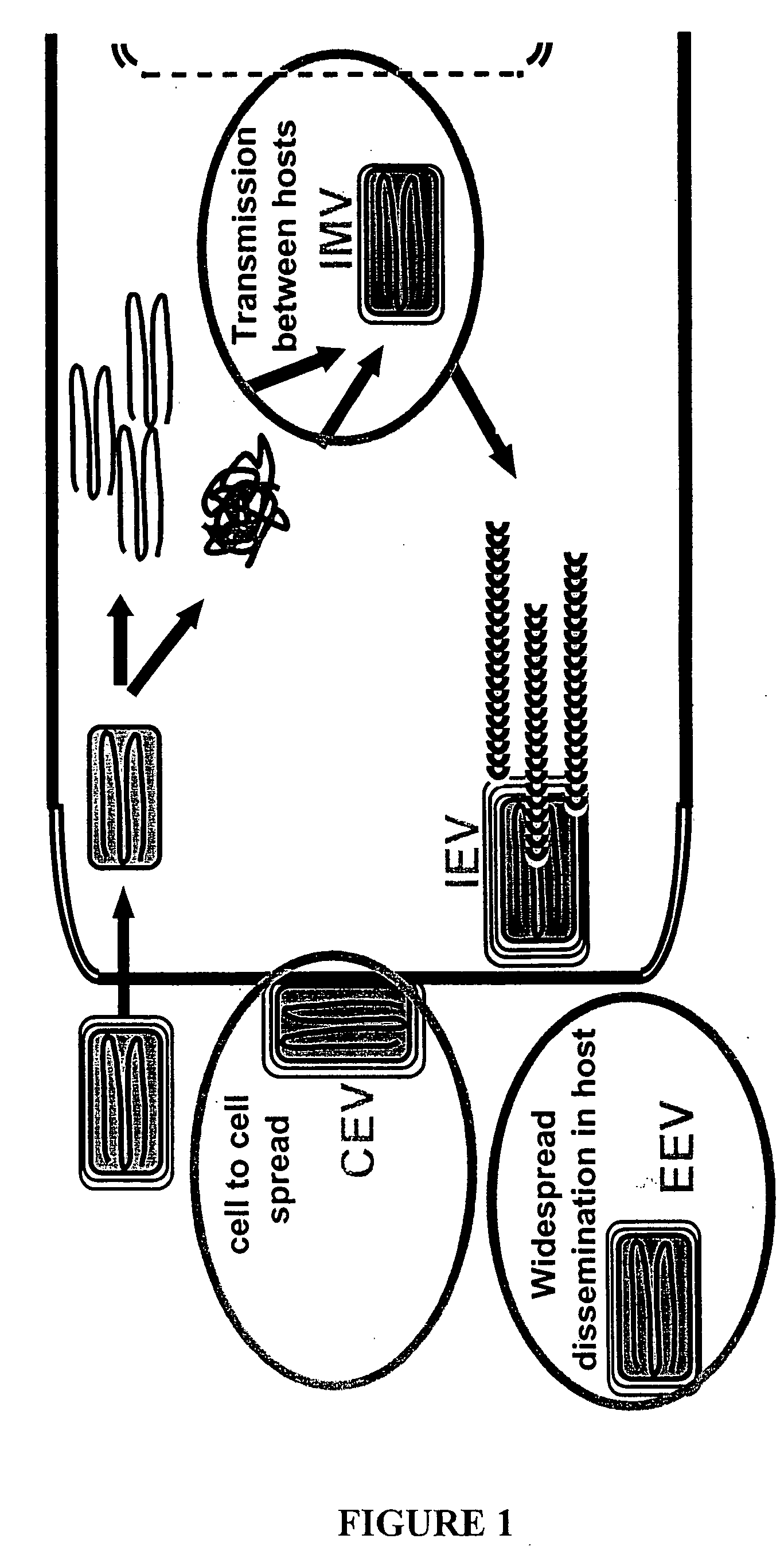 Compositions, methods and kits relating to poxvirus subunit vaccines