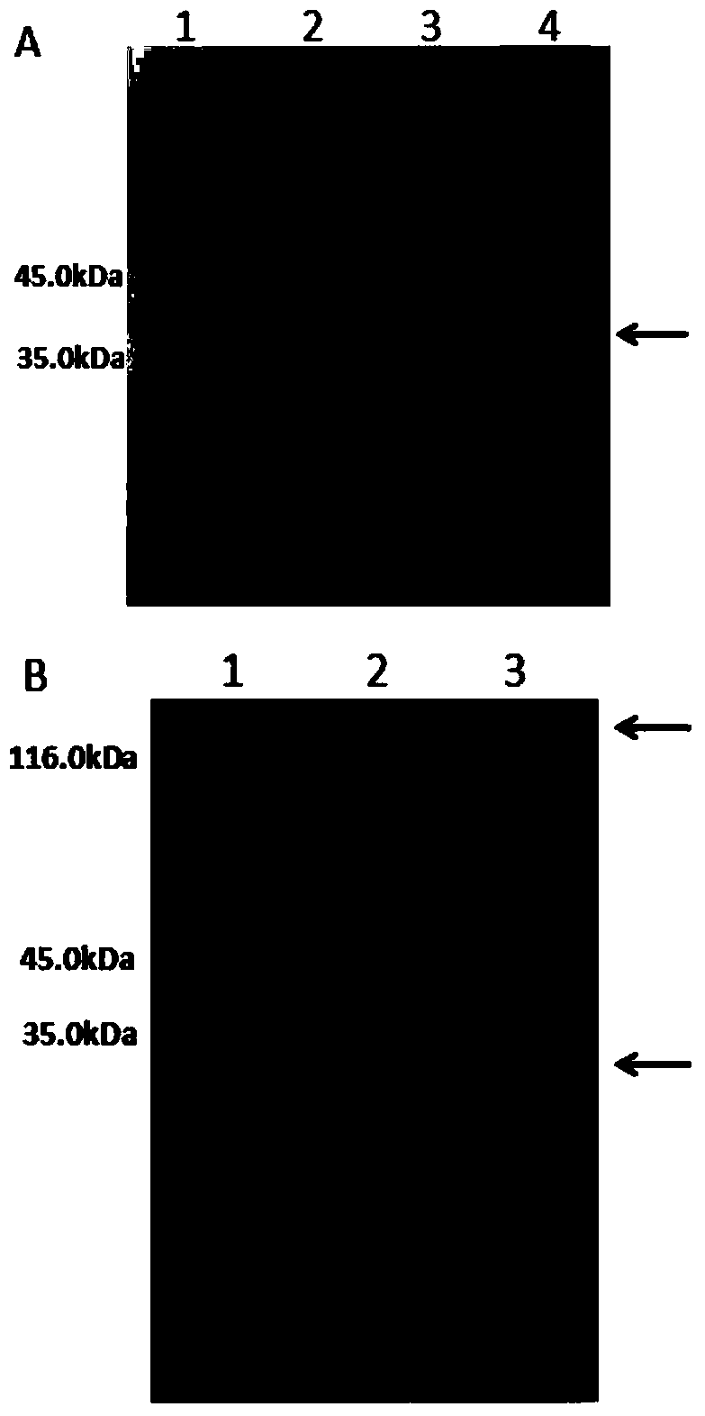 A fusion protein vaccine that inhibits streptococcal and/or prevents streptococcal infection