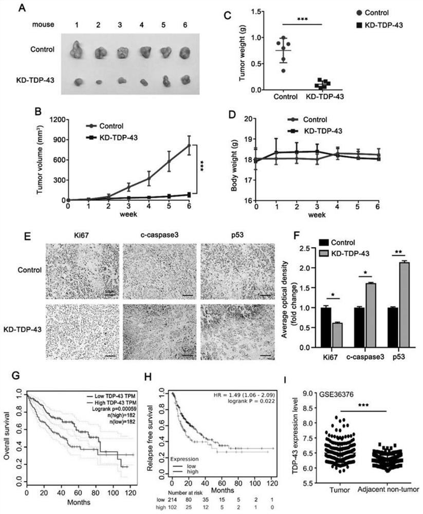 ABHD2 gene expression inhibitor and application and medicine thereof