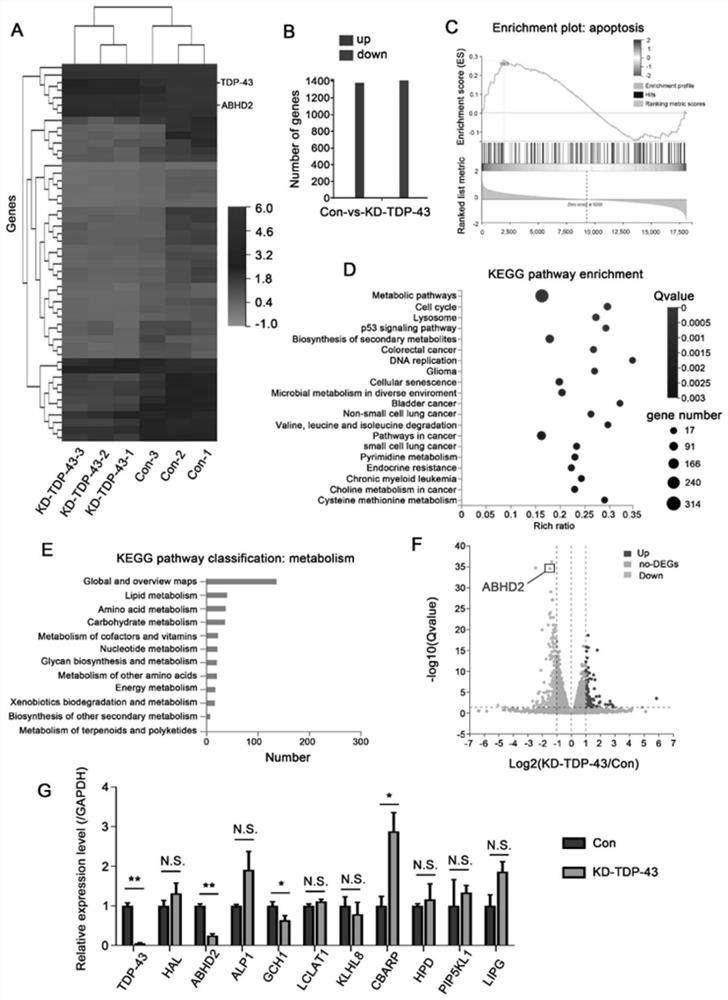 ABHD2 gene expression inhibitor and application and medicine thereof