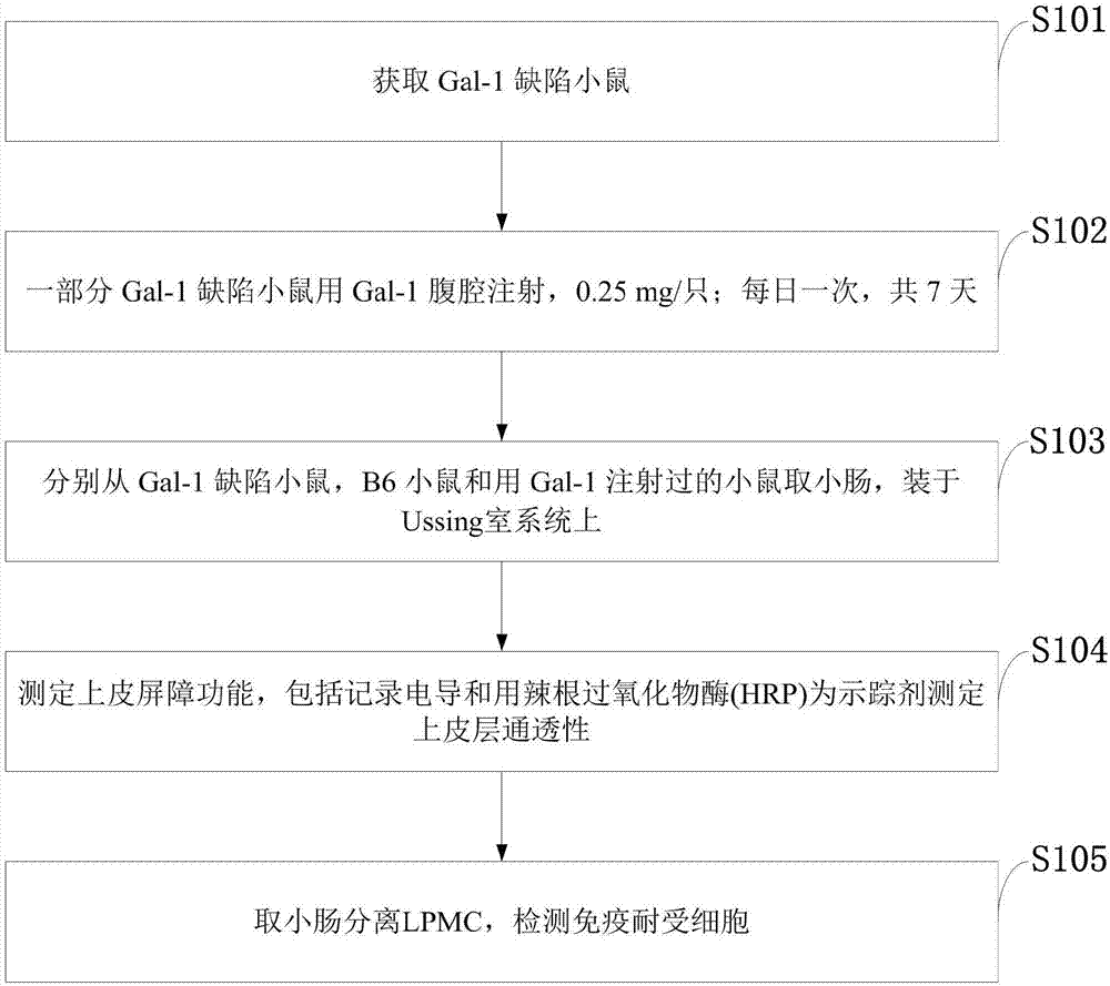 Detection model for mouse intestinal mucosa epithelial barrier function and intestinal mucosa immune tolerance cell