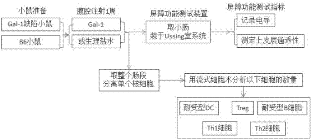 Detection model for mouse intestinal mucosa epithelial barrier function and intestinal mucosa immune tolerance cell