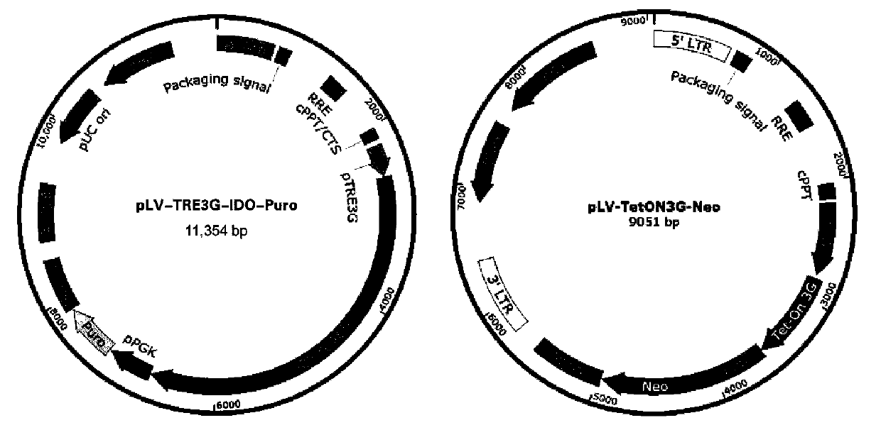 Method of enhancing immunosuppression by over-expressing IDO by cs and application thereof