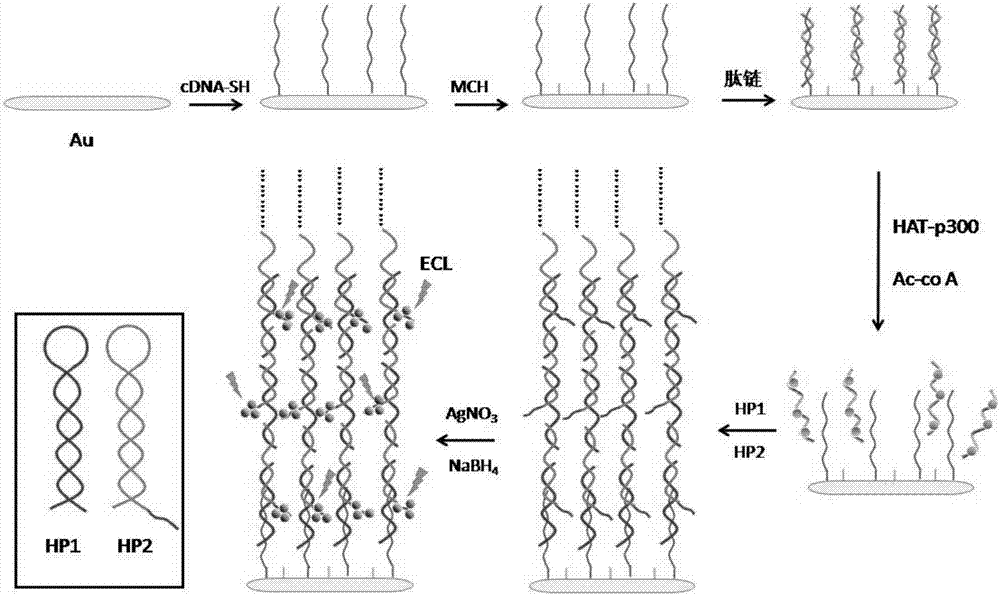 Construction of electrochemical luminescence sensor for detecting acetyltransferase activity