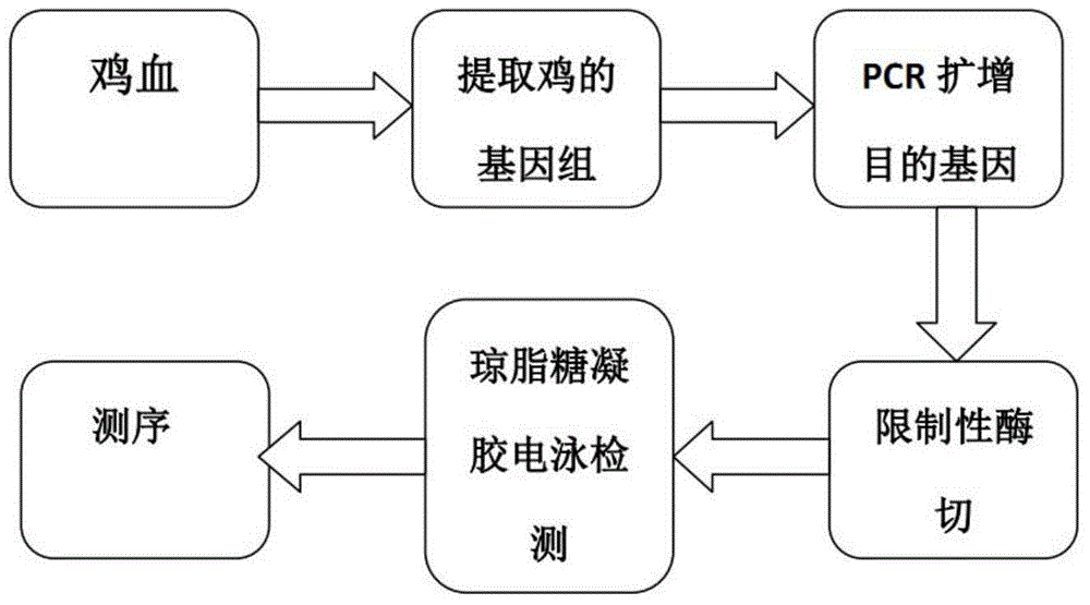 Excellent slaughter trait molecular genetic marker of broiler chicken and application of excellent slaughter trait molecular genetic marker