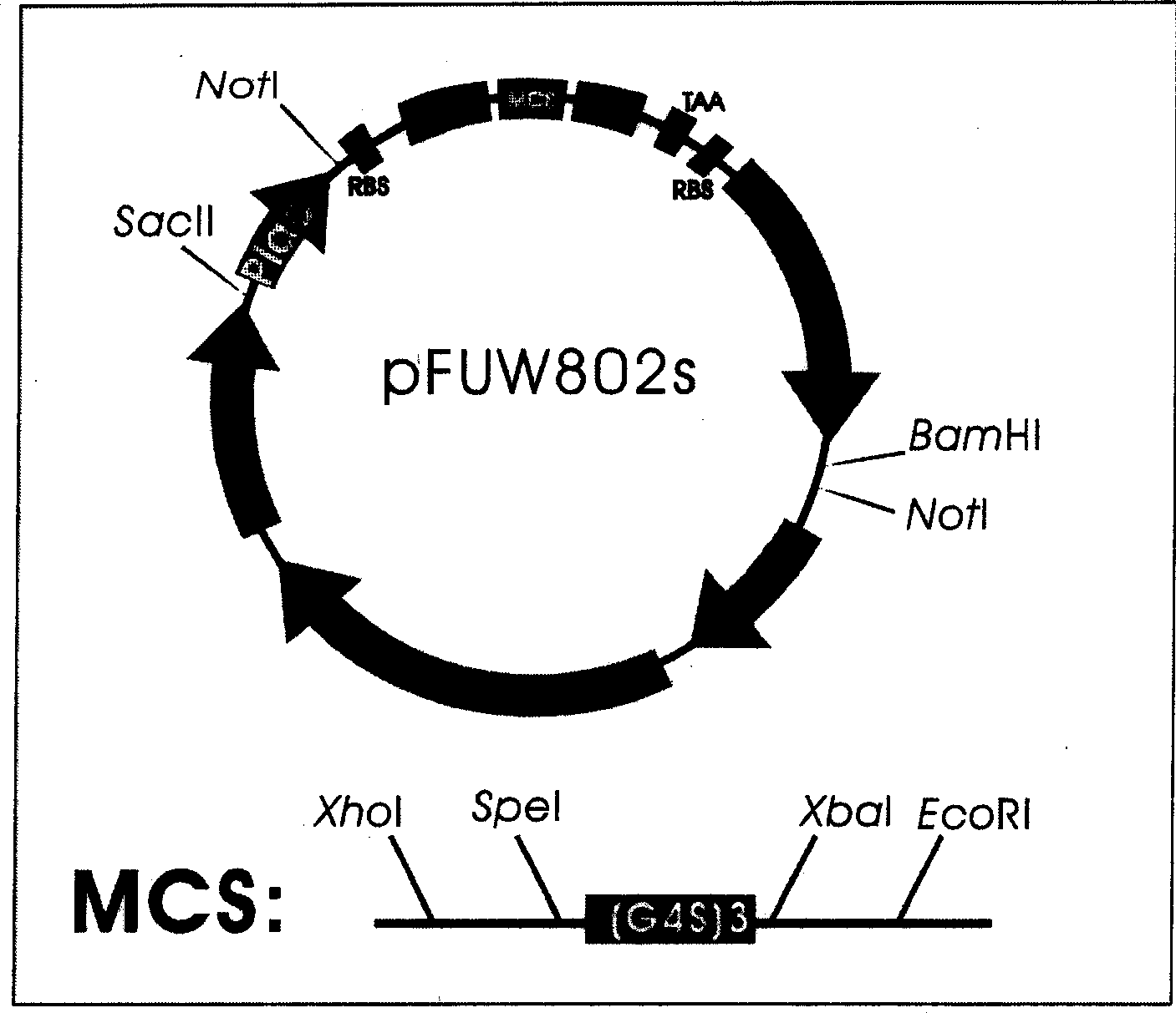 Bacillus coli periplasm cavity secretion type expression vector