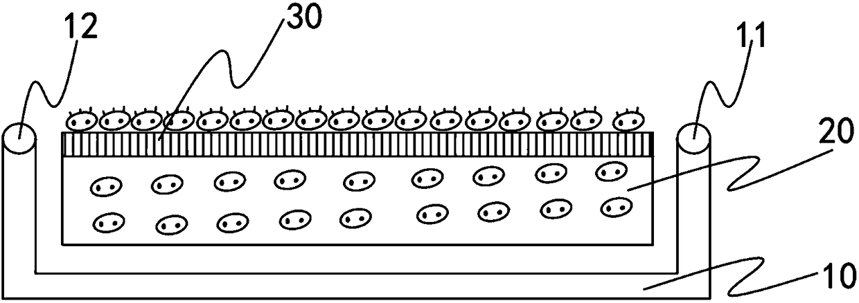 Tissue engineering tracheal patch culture method and culture system