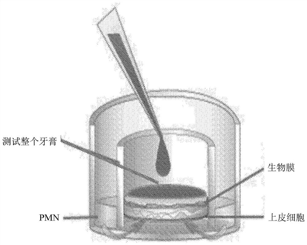 Oral health model for high throughput screen and characterization of oral hygiene products