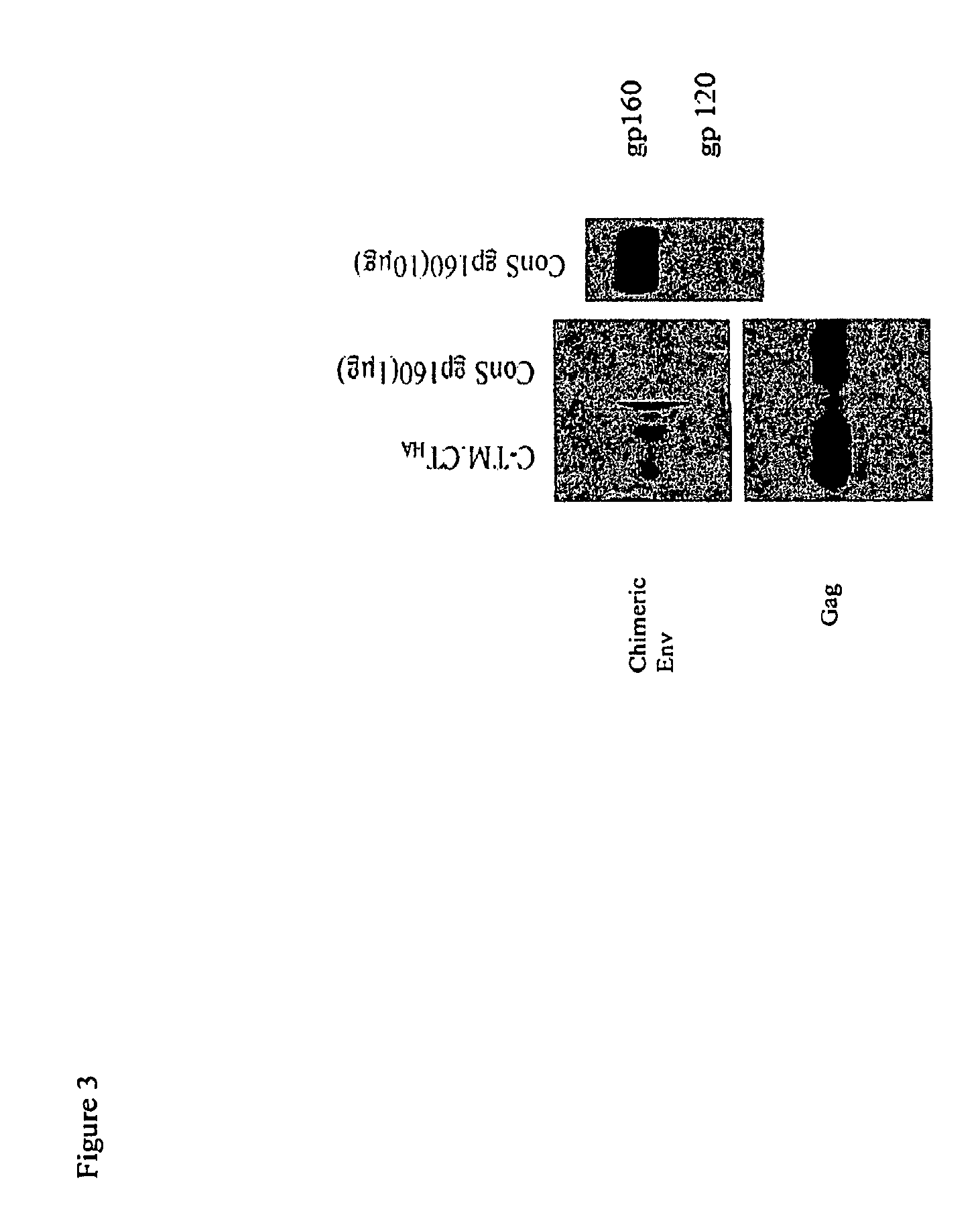 Methods of enhancing protein incorporation into virus like particles