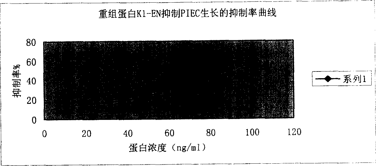 Production of gene recombinant fusion protein K1-EN