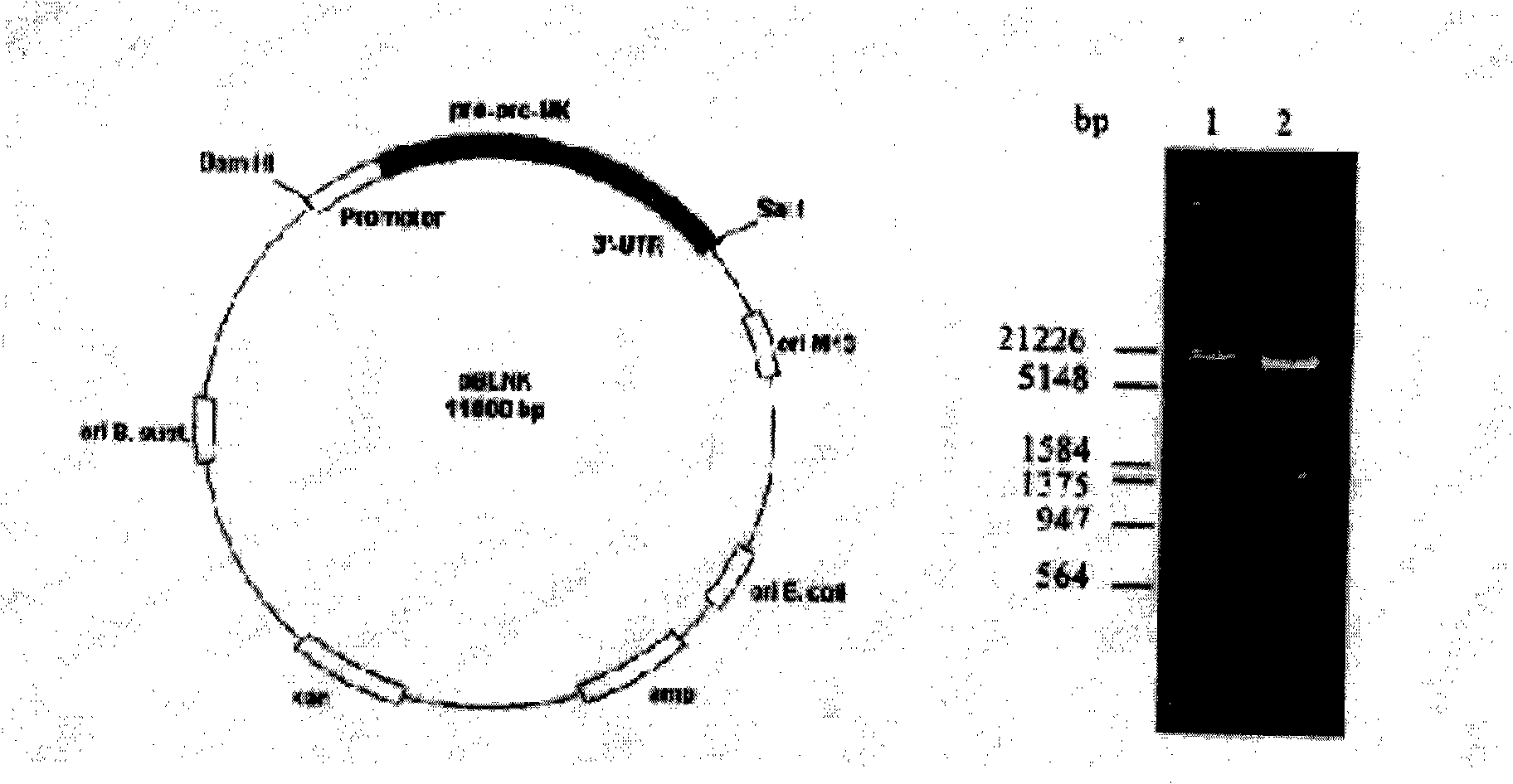 Recombined nattokinase oral preparation, preparation method and application thereof