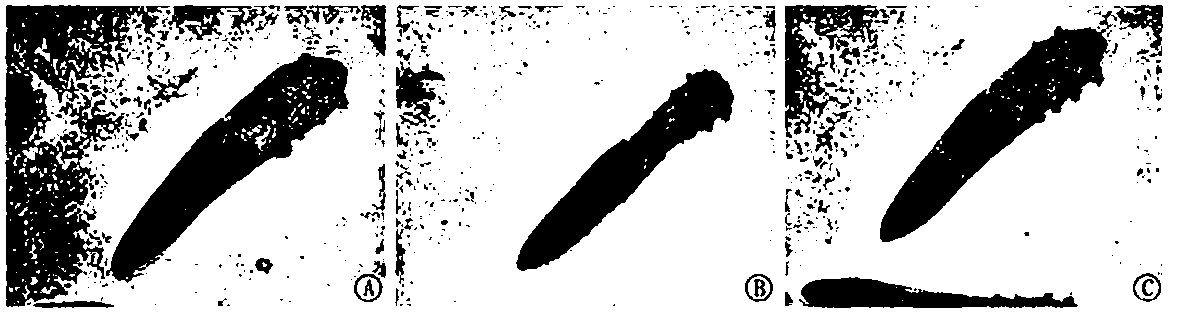 Compound borneol essential oil capable of firming and conditioning breasts and preparation method thereof