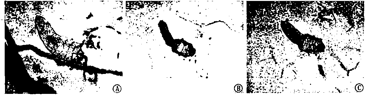 Compound borneol essential oil capable of firming and conditioning breasts and preparation method thereof