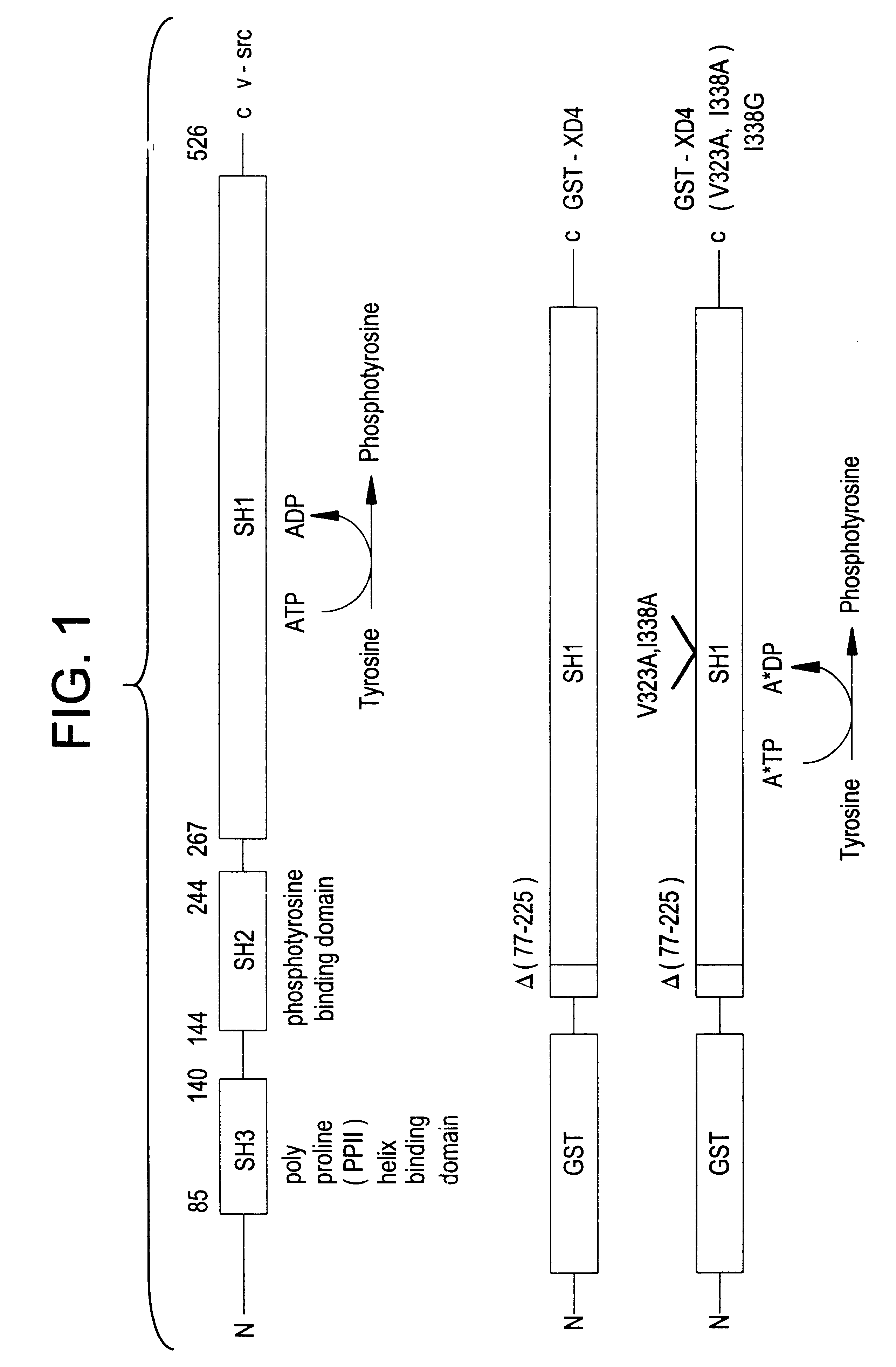 Engineered protein kinases which can utilize modified nucleotide triphosphate substrates