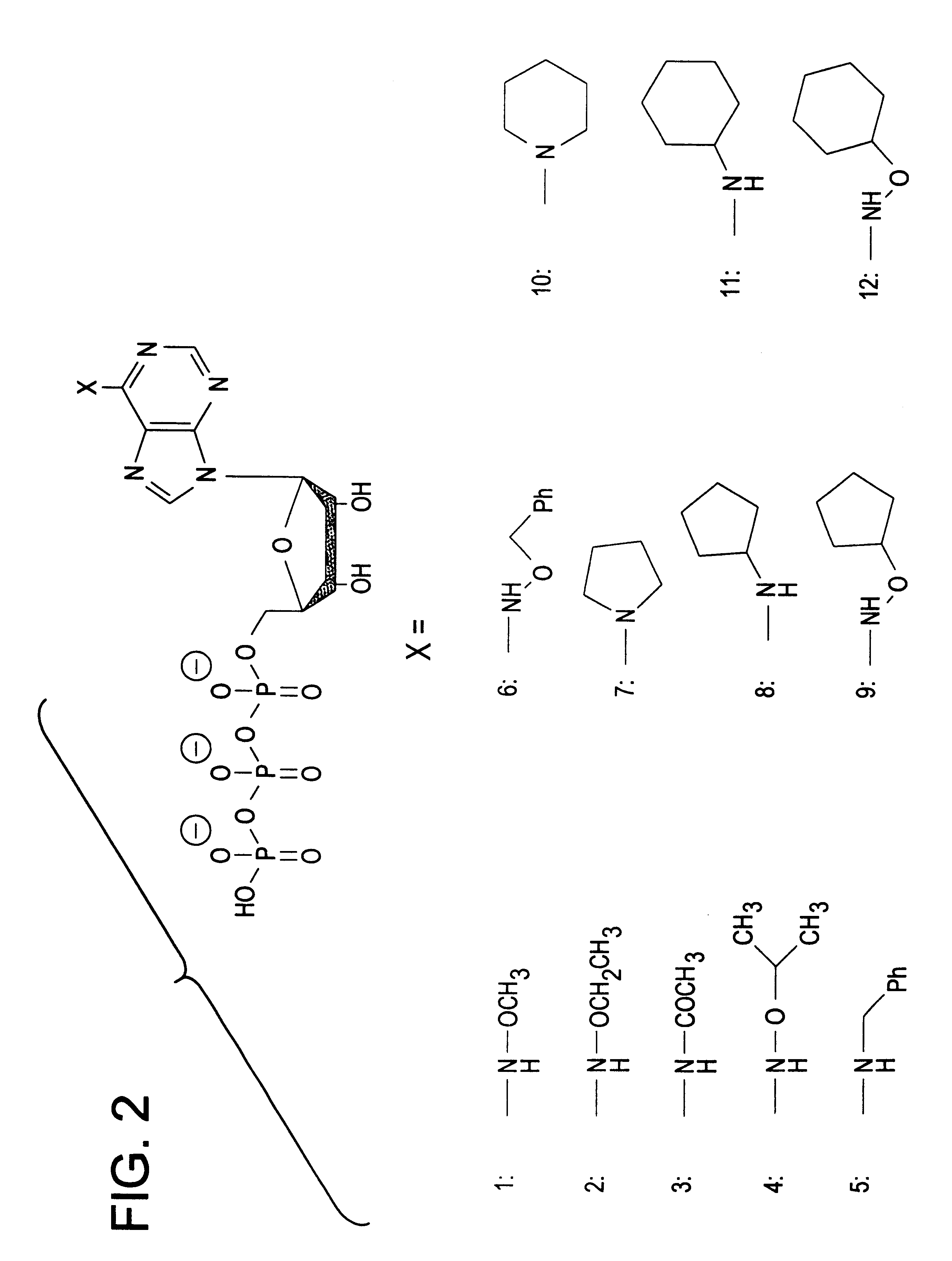 Engineered protein kinases which can utilize modified nucleotide triphosphate substrates